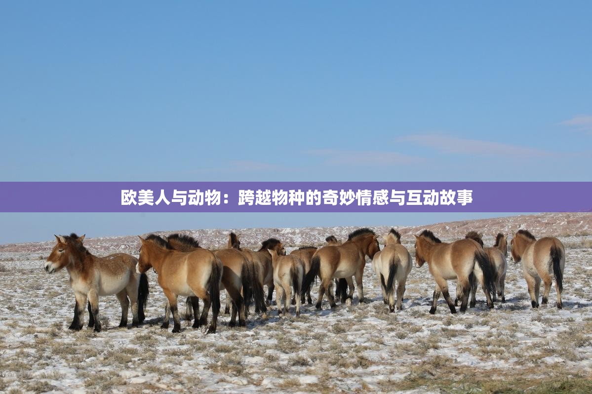 欧美人与动物：跨越物种的奇妙情感与互动故事