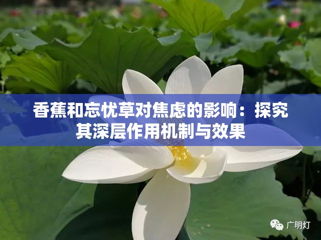 香蕉和忘忧草对焦虑的影响：探究其深层作用机制与效果