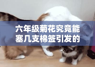 六年级菊花究竟能塞几支棉签引发的思考