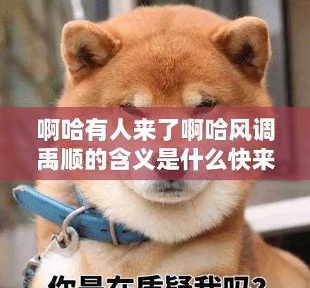 啊哈有人来了啊哈风调禹顺的含义是什么快来了解一下