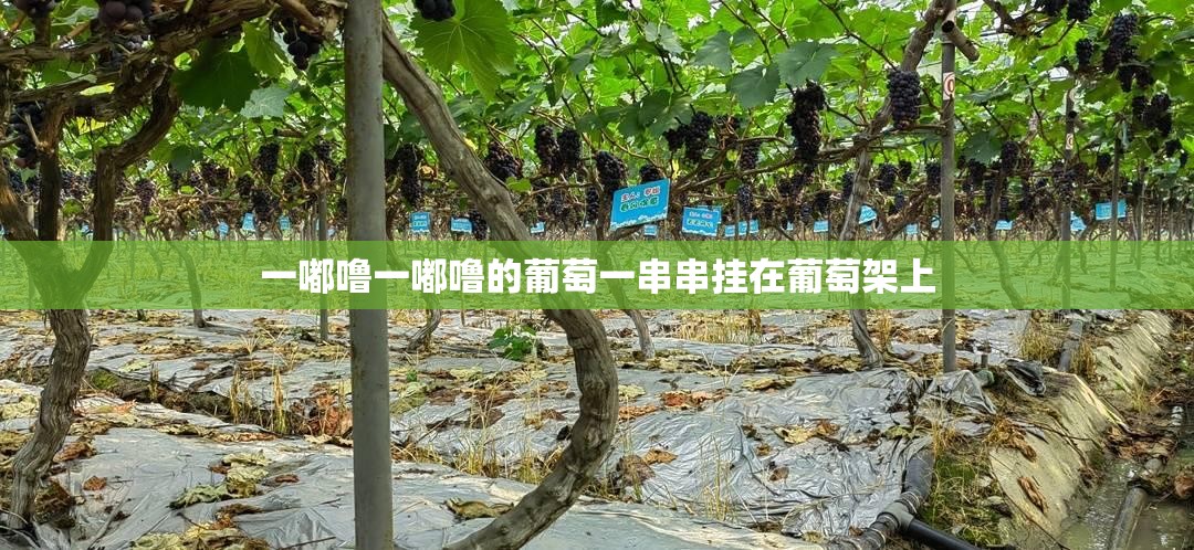 一嘟噜一嘟噜的葡萄一串串挂在葡萄架上