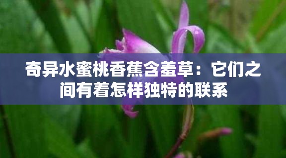 奇异水蜜桃香蕉含羞草：它们之间有着怎样独特的联系