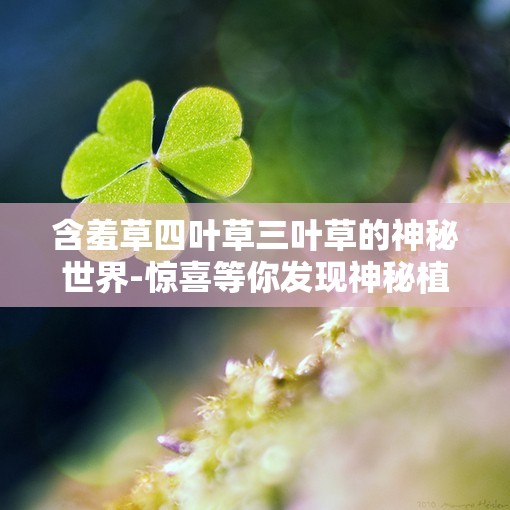 含羞草四叶草三叶草的神秘世界-惊喜等你发现神秘植物探索之旅
