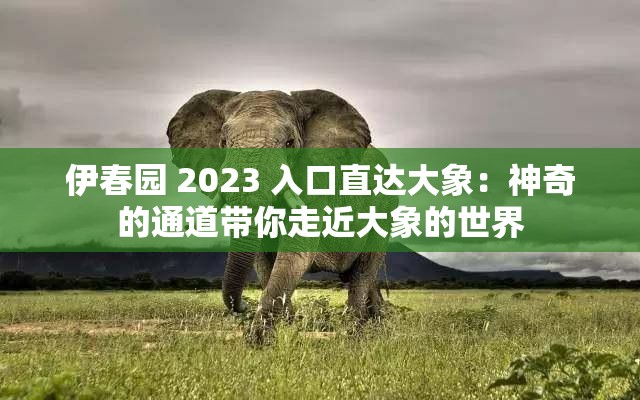 伊春园 2023 入口直达大象：神奇的通道带你走近大象的世界