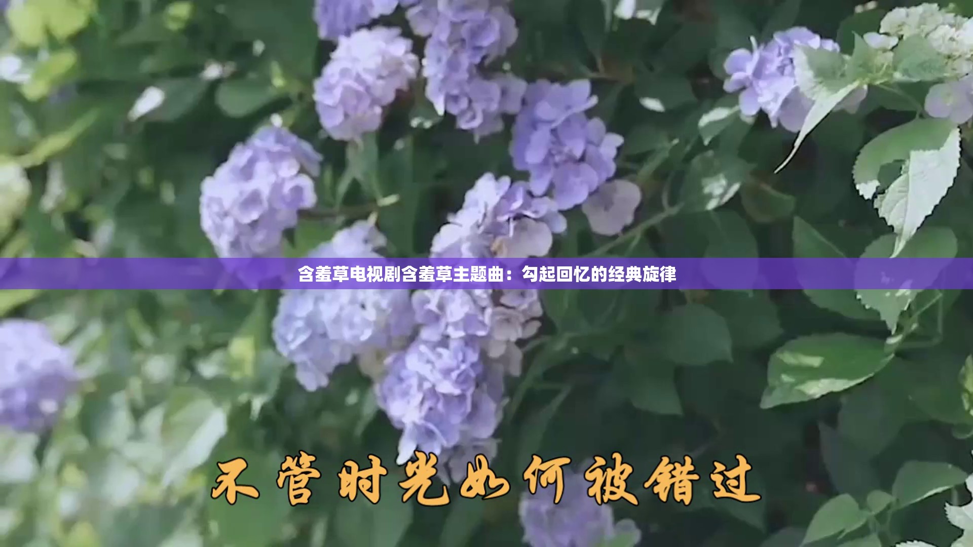 含羞草电视剧含羞草主题曲：勾起回忆的经典旋律