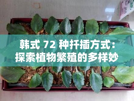 韩式 72 种扦插方式：探索植物繁殖的多样妙法