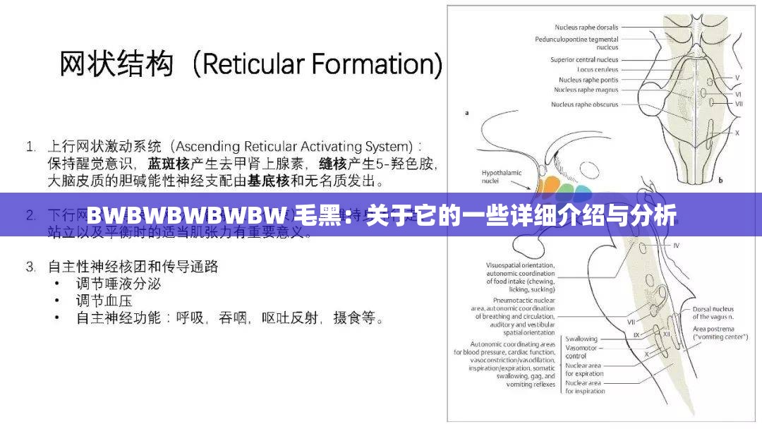 BWBWBWBWBW 毛黑：关于它的一些详细介绍与分析