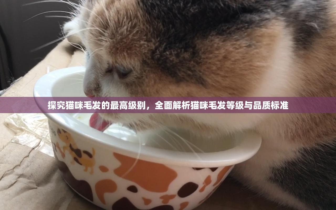 探究猫咪毛发的最高级别，全面解析猫咪毛发等级与品质标准