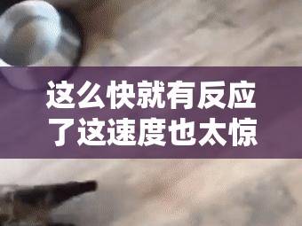 这么快就有反应了这速度也太惊人了吧