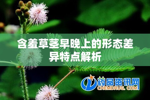 含羞草茎早晚上的形态差异特点解析