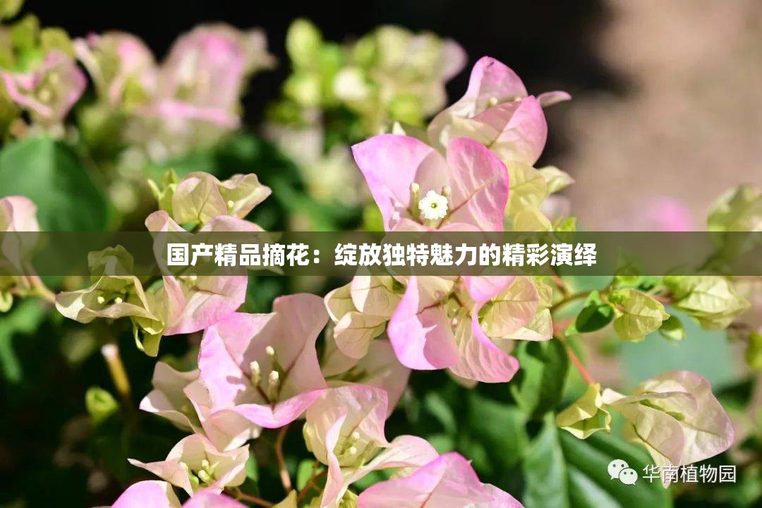 国产精品摘花：绽放独特魅力的精彩演绎