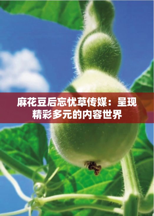 麻花豆后忘忧草传媒：呈现精彩多元的内容世界