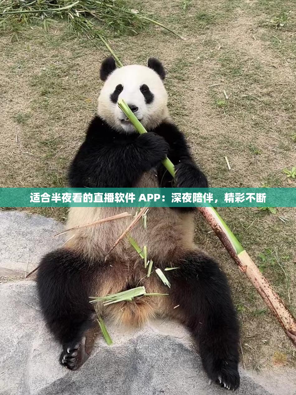 适合半夜看的直播软件 APP：深夜陪伴，精彩不断