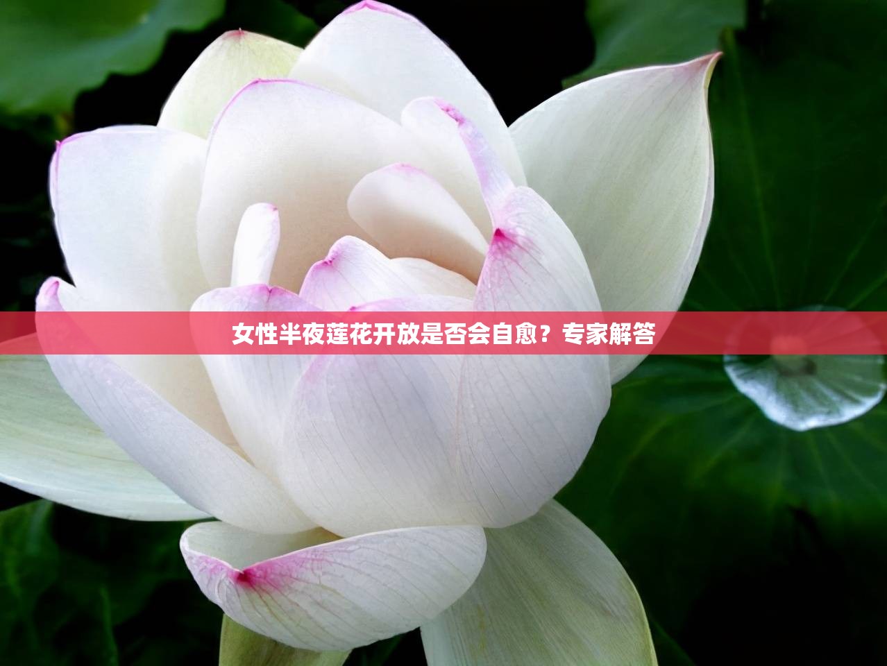 女性半夜莲花开放是否会自愈？专家解答