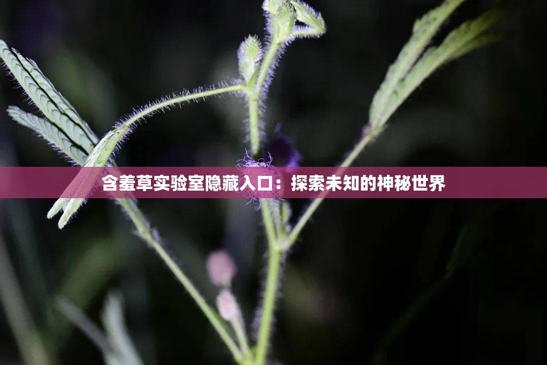 含羞草实验室隐藏入口：探索未知的神秘世界