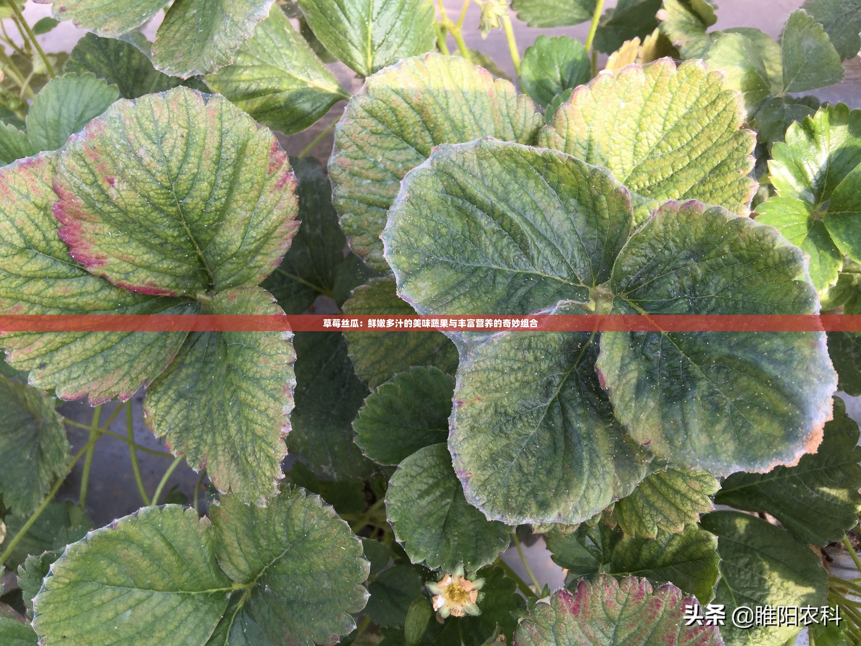 草莓丝瓜：鲜嫩多汁的美味蔬果与丰富营养的奇妙组合