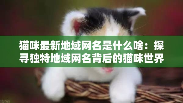 猫咪最新地域网名是什么啥：探寻独特地域网名背后的猫咪世界