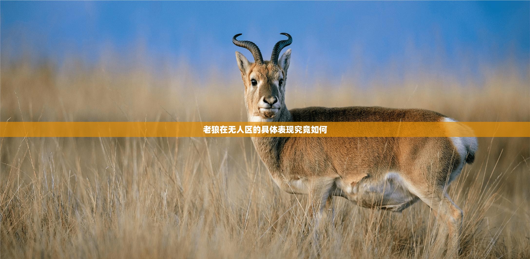 老狼在无人区的具体表现究竟如何