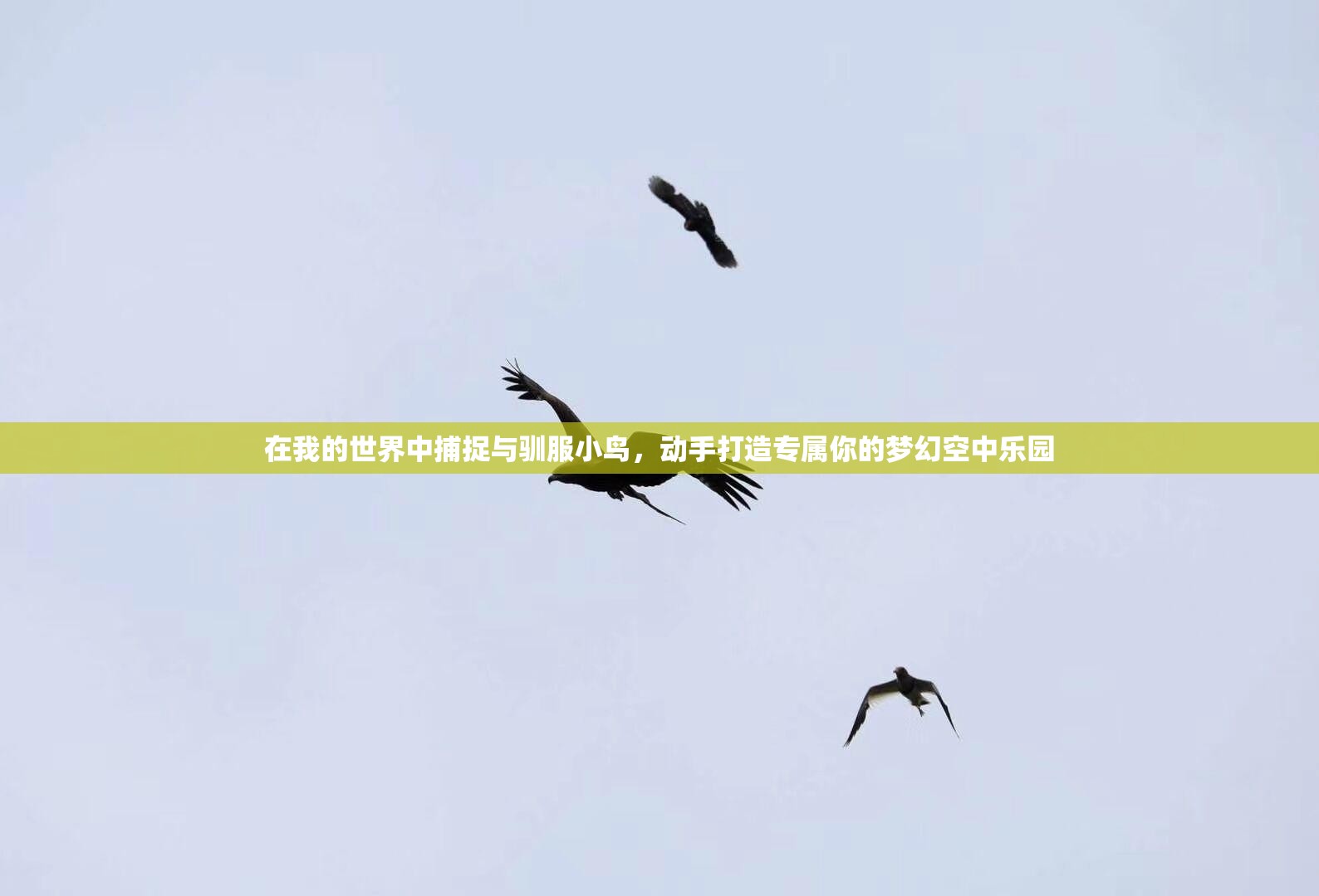 在我的世界中捕捉与驯服小鸟，动手打造专属你的梦幻空中乐园
