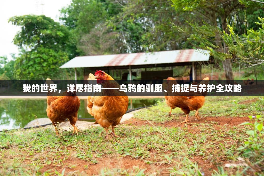 我的世界，详尽指南——乌鸦的驯服、捕捉与养护全攻略