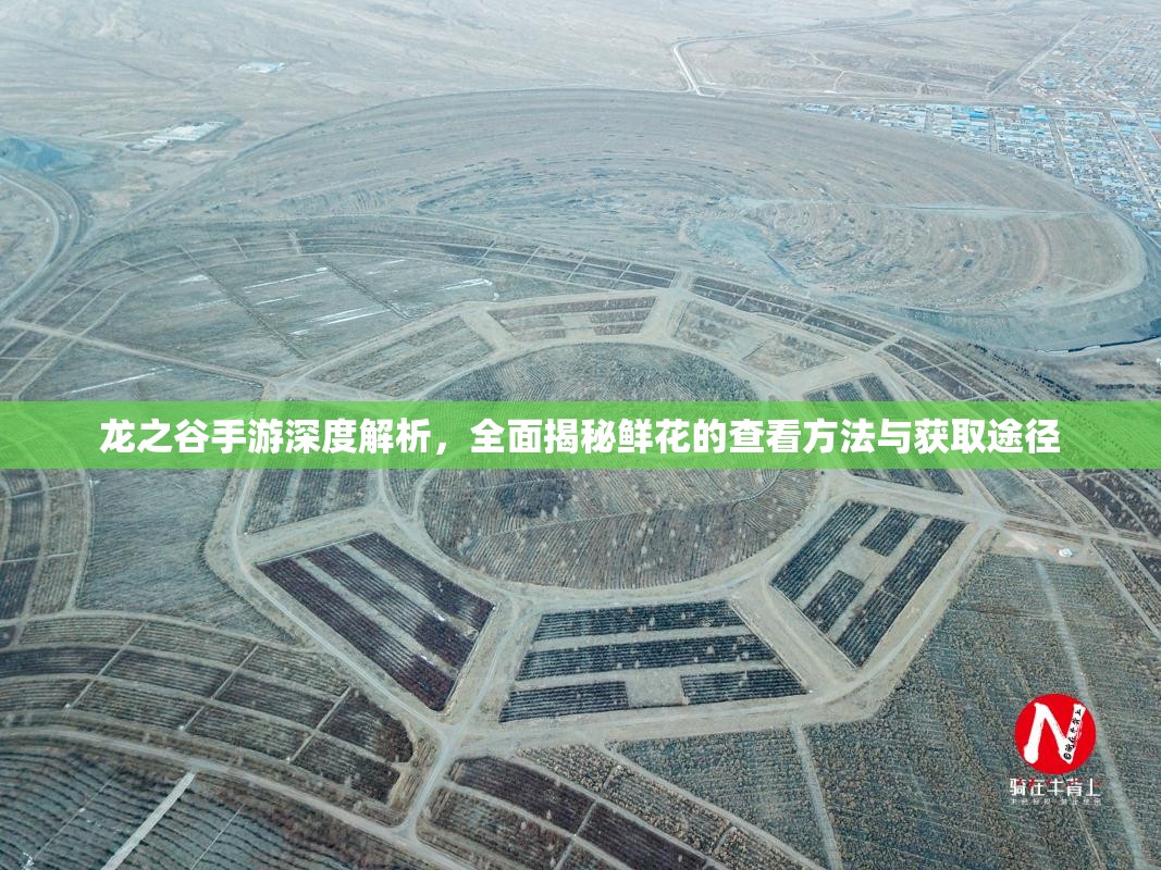 龙之谷手游深度解析，全面揭秘鲜花的查看方法与获取途径