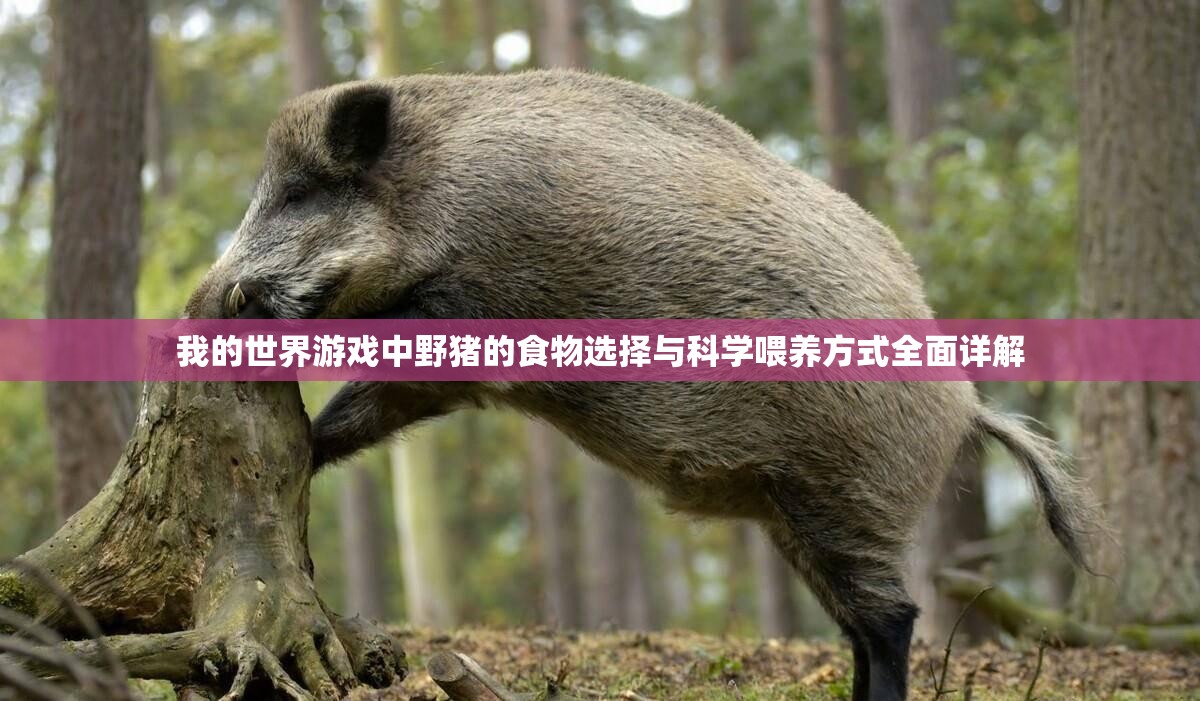 我的世界游戏中野猪的食物选择与科学喂养方式全面详解