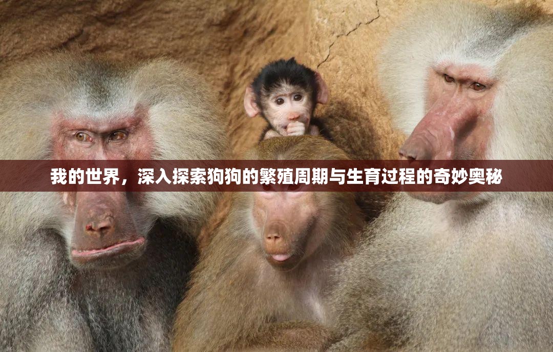 我的世界，深入探索狗狗的繁殖周期与生育过程的奇妙奥秘