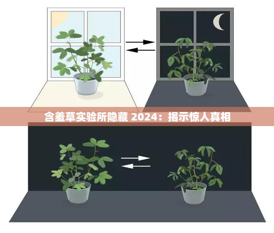 含羞草实验所隐藏 2024：揭示惊人真相