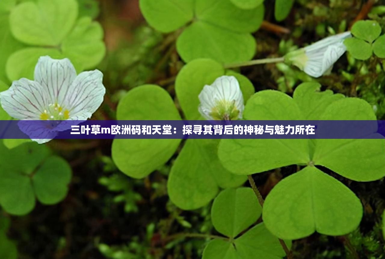 三叶草m欧洲码和天堂：探寻其背后的神秘与魅力所在