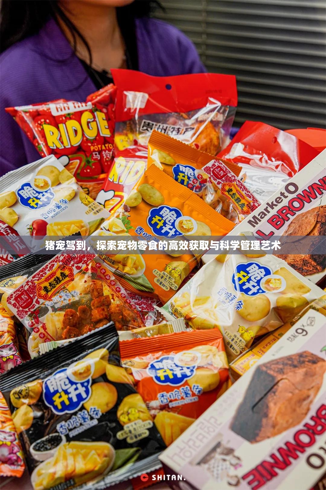 猪宠驾到，探索宠物零食的高效获取与科学管理艺术