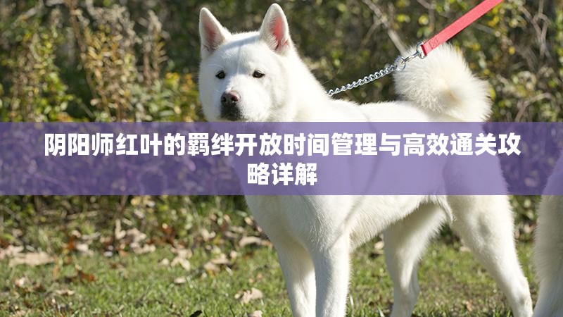 阴阳师红叶的羁绊开放时间管理与高效通关攻略详解