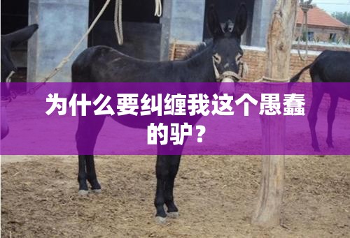 为什么要纠缠我这个愚蠢的驴？