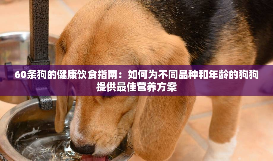 60条狗的健康饮食指南：如何为不同品种和年龄的狗狗提供最佳营养方案