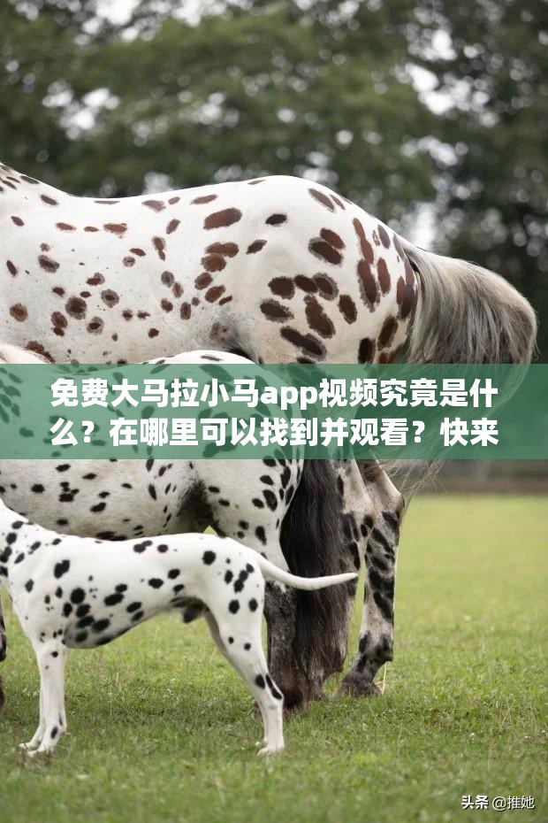 免费大马拉小马app视频究竟是什么？在哪里可以找到并观看？快来一探究竟
