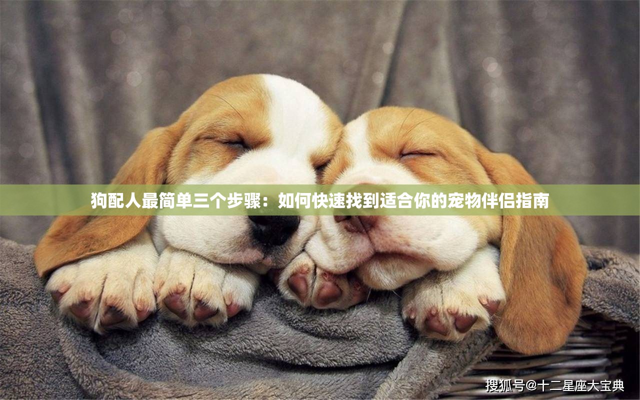 狗配人最简单三个步骤：如何快速找到适合你的宠物伴侣指南