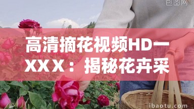 高清摘花视频HD一XXⅩ：揭秘花卉采摘全过程，感受自然与手工的完美结合