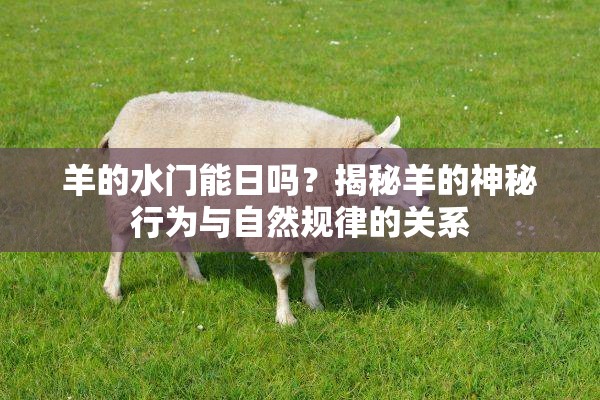羊的水门能日吗？揭秘羊的神秘行为与自然规律的关系