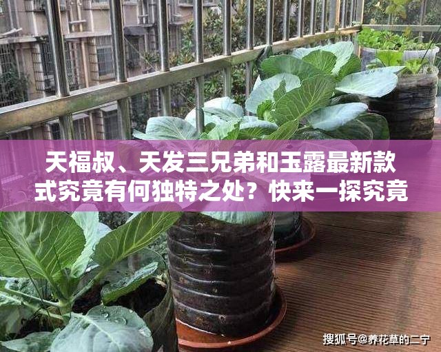 天福叔、天发三兄弟和玉露最新款式究竟有何独特之处？快来一探究竟天福叔天发三兄弟玉露最新款式已出，你想知道有哪些惊喜吗？想了解天福叔天发三兄弟玉露最新款式的特色？点进来就对了