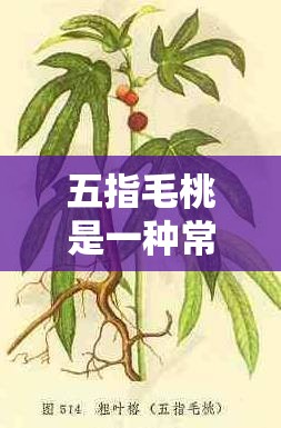 五指毛桃是一种常见的中药材，具有健脾补肺、行气利湿、舒筋活络等功效男人食用五指毛桃可以增强免疫力、缓解疲劳、改善睡眠质量、调节血糖血脂等那么，男人食用五指毛桃有哪些具体的好处呢？