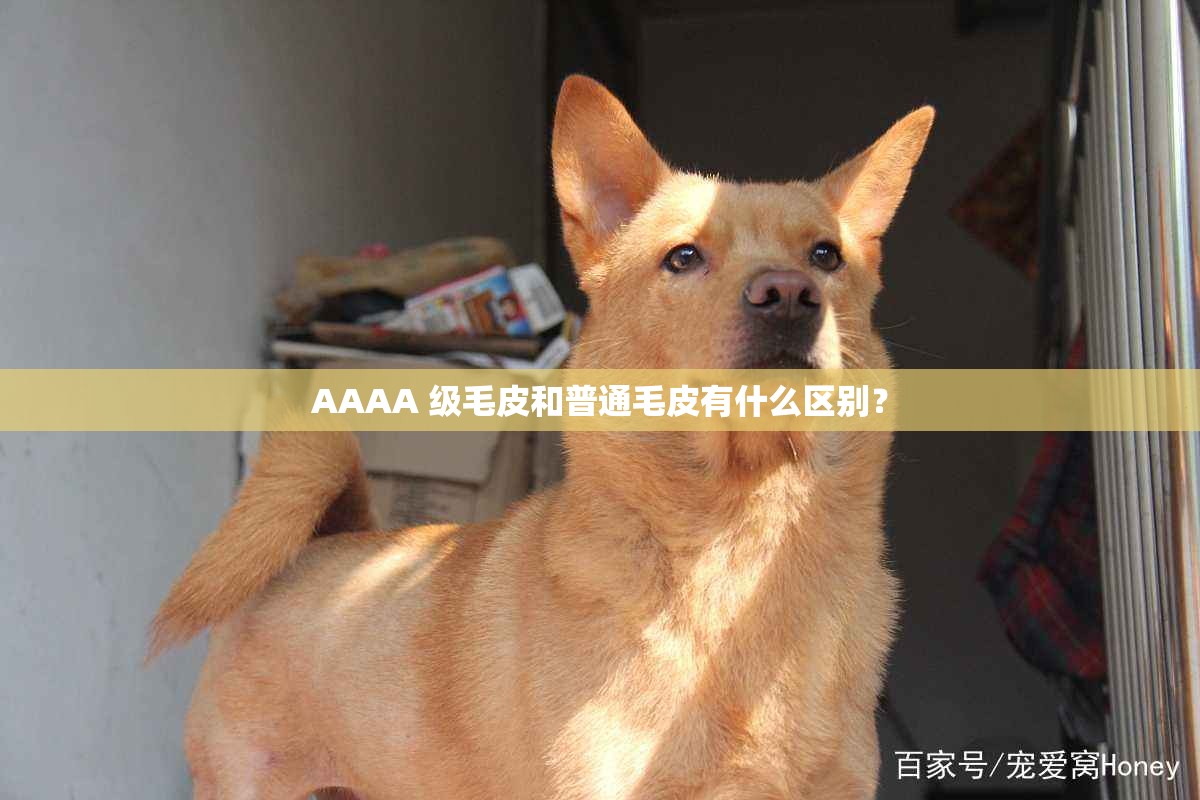 AAAA 级毛皮和普通毛皮有什么区别？