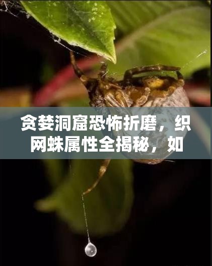贪婪洞窟恐怖折磨，织网蛛属性全揭秘，如何攻克成最大悬念？