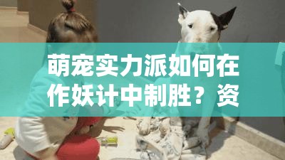 萌宠实力派如何在作妖计中制胜？资源管理策略揭秘！